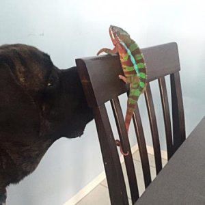 My English mastiff checking out his brother