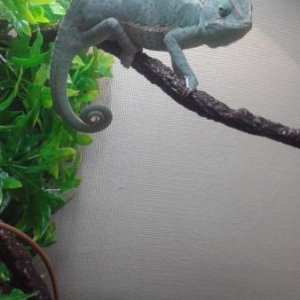 Tiki sunning under his lamp