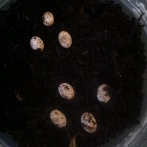 2 clutches of pygmy eggs