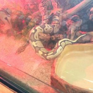 Nagini