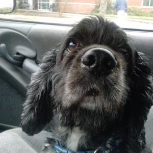 Odie (my cocker spaniel)