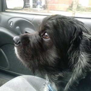 Odie (my cocker spaniel)