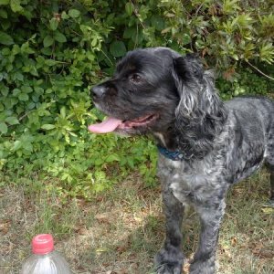 Odie (my cocker spaniel)