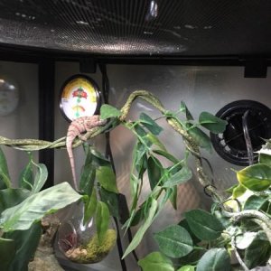 chameleon