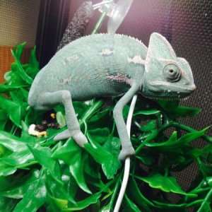 My veiled chameleon cisco