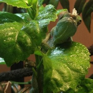 I am not a shark, I am a baby chameleon!