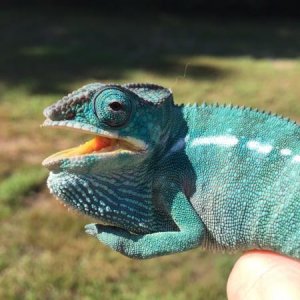 Neo at 5 mos. Not happy I took him off his tree!!
08/14/15