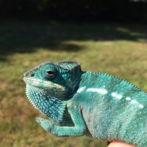 Neo at 5 months old
