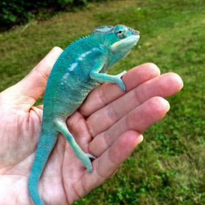 Neo 5 mos old outside
08/28/15