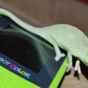 Frankie is a gamer at heart :)