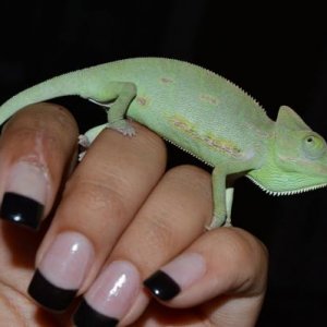 Chillin while his enclosure is being cleaned.