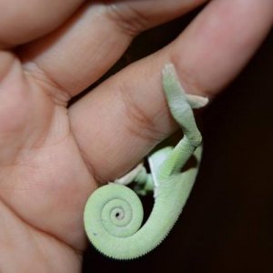 Curly tail :)