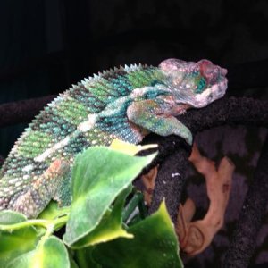 5 months post shed rise and shine