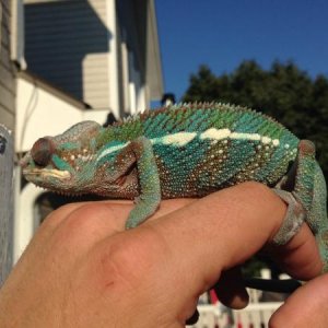 basking outside