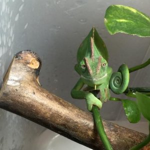 Bob