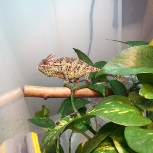 Larry again, super pissed a cricket jumped on him and tried to go for a ride