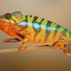 Specter Ambilobe