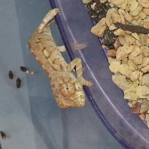 Crush @ 4.5 weeks. Already showing blue/green colors.