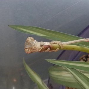 Crush with Star Trek eyes! (4.5 weeks old)