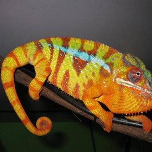 This is Crush's Sire