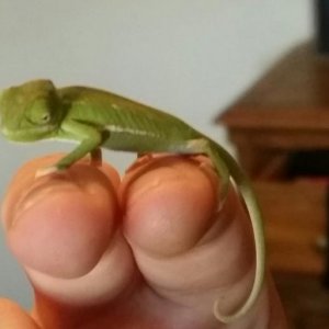 Boy or Girl?