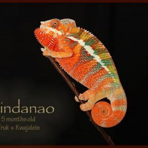 Sweet pea's sire Mindanao a red body blue bar panther from the jungle panthers in Tennessee