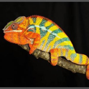 Higgins is Chaos's sire he is a yellow body blue bar ambilobe panther from the jungle panthers in Tennessee
