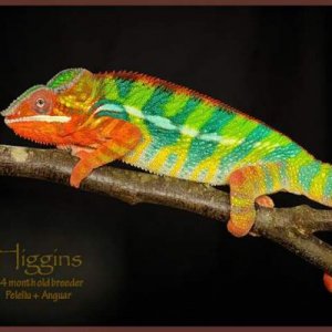 Higgins is Chaos's sire he is a yellow body blue bar ambilobe panther from the jungle panthers in Tennessee