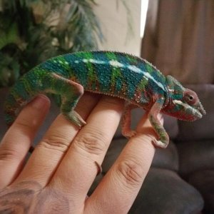 Chaos is 5 month old male blue bar ambilobe panther from the jungle panthers in Tennessee sire is Higgins which is there yellow body blue bar panther