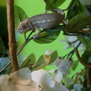 Imoogie free roaming
3 months shed that day