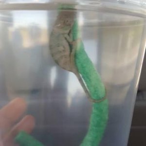 The day I brought Imoogie home from a reptile expo in my province. clinging to his noodle. he wasn't even stressed never went dark on me at all just k
