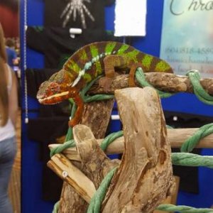 This is imoogies father I forget his name but he was at the expo just chilling on his branches he was HUGE!
He is owned by Chronic Chameleons which i