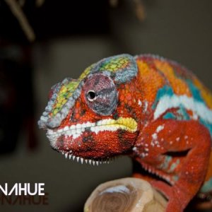 Alison's Sire [Donahue from Dynomyte Chameleons]
