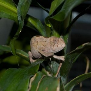Alison's Dam [An'ya from Dynomyte Chameleons]