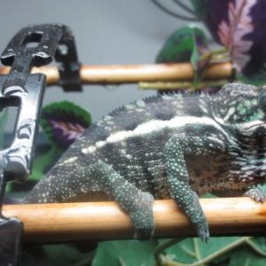 Male Nosy Faly X BB Ambilobe
