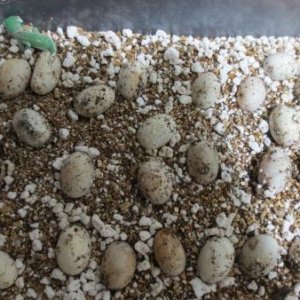 Hatching Veils