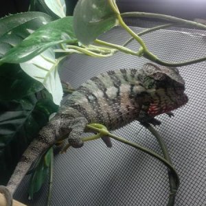 Male BB Ambilobe  [Sherlock & Irene] (April 1,14) @ 3 months
