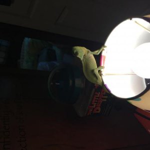 He likes the lamp