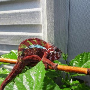 'Sherlock' [August 7, 2013] (Male BB Ambilobe)