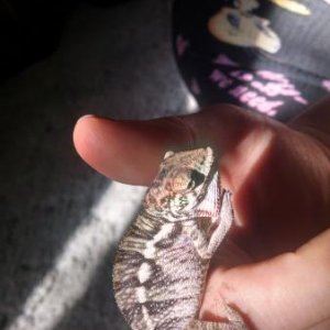 Week 4 post shed!
Looks like I'm not the only redhead in the family anymore! So pretty!!!! I'm dying.