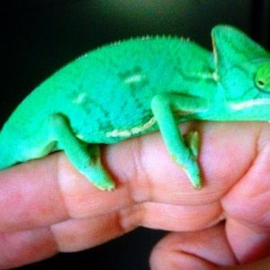 Cambridge 10/16 aka the grumpy chameleon