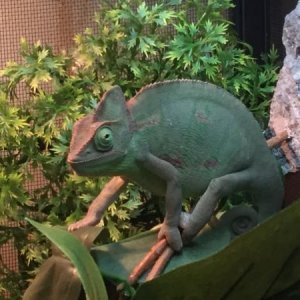 Eyeing me up and exploring her huge new personal jungle