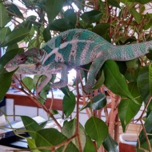 He flares up the most in his plant