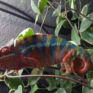 Chaos is 6 month old male blue bar ambilobe panther from the jungle panthers in Tennessee sire is Higgins which is there yellow body blue bar panther