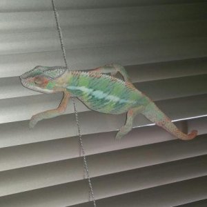 Kam the escaper