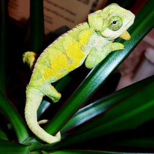 Oscar my Rudis chameleon