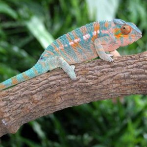 Paradlis on Jungle Vine2