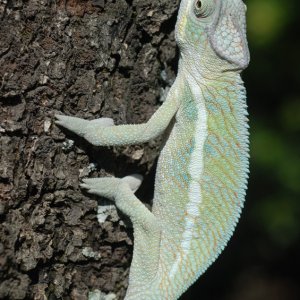 Coco climbing tree.