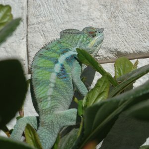 Coco Wall Climbing