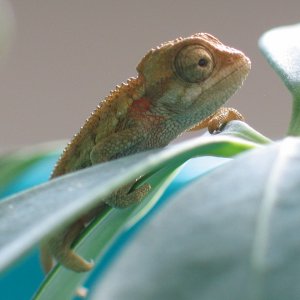 Ch. sternfeldi baby